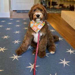 Whoodle Puppies from RockyRiverPups