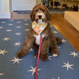 Whoodle Puppies from RockyRiverPups