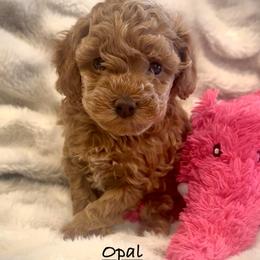 Opal - Apricot female Poodle puppy in Traverse City, Michigan from Riyem Wildflower Farms