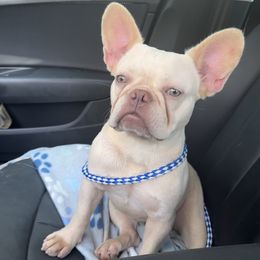 Buttercup - French Bulldog