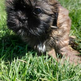 Jackie - Sable Shih Tzu puppy in Buffalo, New York from Shih Tzu's by Jen