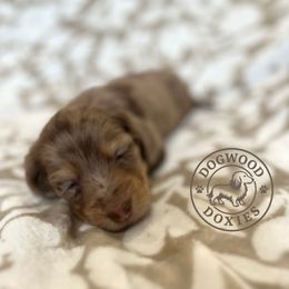 Olive - Dapple female Dachshund puppy in Monroe, North Carolina from Dogwood Doxies