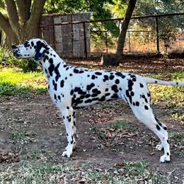 Apple - Dalmatian
