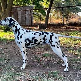 Apple - Dalmatian