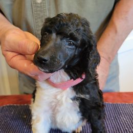 Poodle Puppies from Chapel Hill Poodles