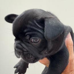 Little Ralphie - Black male French Bulldog puppy in Clifton, Texas from Blue Ribbon French Bulldogs