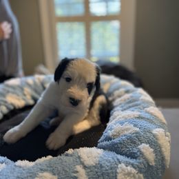 Yellow girl - Black and white female Sheepadoodle puppy in Riverside, California from Downtown Doodles & Frenchies