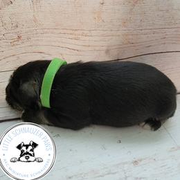 Miniature Schnauzer Puppies from Little Schnauzer Paws