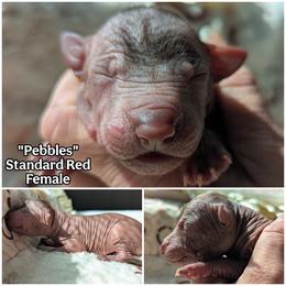 Pebbles - Red female Xoloitzcuintli puppy in Apple Valley, California from Barefoot Xoloitzcuintle