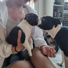 Boston Terrier Puppies from I Love Pups