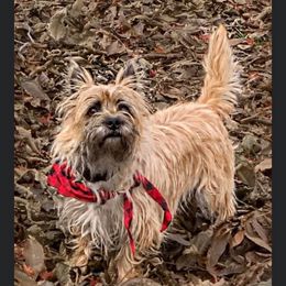 Zouzou - Cairn Terrier