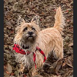 Zouzou - Cairn Terrier