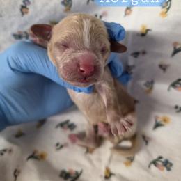 Morgan - male Cavapoochon puppy in Bullard, Texas from Cavapoochon Central LLC