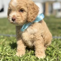 Hopper - Red and white male Cockapoo puppy in Ville Platte, Louisiana from The Barkery
