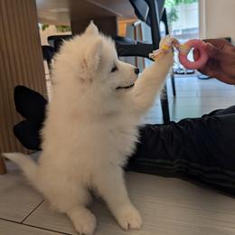 Samoyed All Grown Up from Sandy Decker