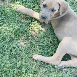 Fawn male - Fawn Great Dane puppy in Devine, Texas from Texas Devine Danes & Aussies