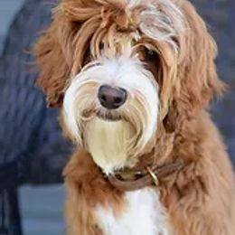 Maggie - Australian Labradoodle