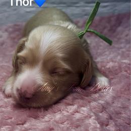 Thor - Cream male Dachshund puppy in Jena, Louisiana from Amy’s Mini Doxies