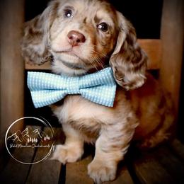 Dachshund Puppies from Bald Mountain Dachshunds