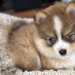 Pomeranians, Pomskies, and Toy Australian Shepherds from Blessed Little Paws