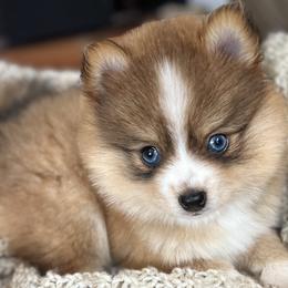 Pomeranians, Pomskies, and Toy Australian Shepherds from Blessed Little Paws