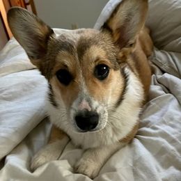 Pembroke Welsh Corgis from Beauty & the Beast Corgi