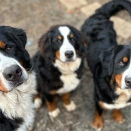 Bernese Mountain Dogs from Sol Meadows Bernese