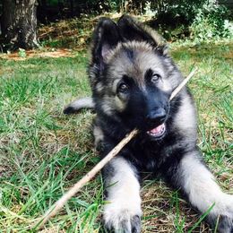 Shiloh Shepherds from Blue Moon Shilohs