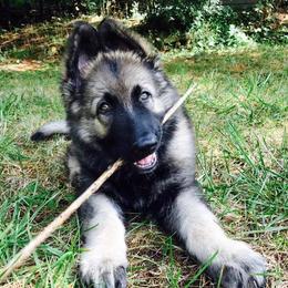 Shiloh Shepherds from Blue Moon Shilohs