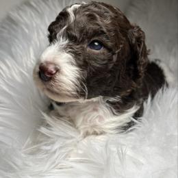 Taffy - Brown female Poodle puppy in Clarkston, Washington from Doodle & Poodle Palace