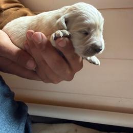 Cruella - Light golden female Golden Retriever puppy in Colorado Springs, Colorado from Sharp Guardians and Goldens