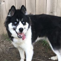 Gypsy - Siberian Husky