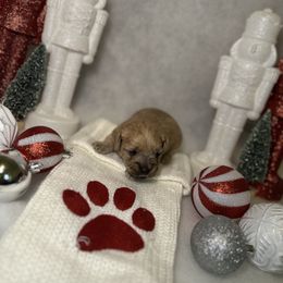 Poodle and Schnoodle Puppies from Bred by Brennen