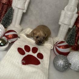 Poodle and Schnoodle Puppies from Bred by Brennen