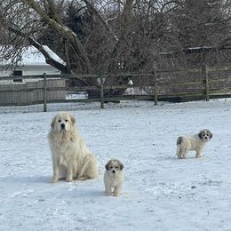 Dachshund and Great Pyrenees Puppies from Mulberry Meadow Farms