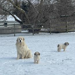 Dachshund and Great Pyrenees Puppies from Mulberry Meadow Farms