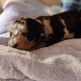 Black and cream dapple - Dapple female Dachshund puppy in Trade, Tennessee from TN Miniature Dachshunds & Basset Hounds