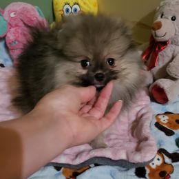 Lollipup - Orange sable female Pomeranian puppy in Woodridge, Illinois from Forever Pomeranians