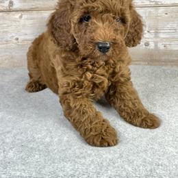 Goldendoodle Puppies from Ohiopuppypaws