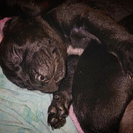 Cane Corso Puppies from Hardradas Dynasty Cane Corso