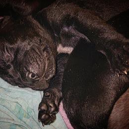 Cane Corso Puppies from Hardradas Dynasty Cane Corso
