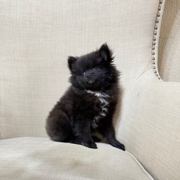 Eliot - Black male Pomeranian puppy in Phoenix, Arizona from Luxpomz
