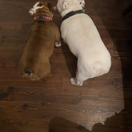 Bulldog All Grown Up from Classic City Bulldogs