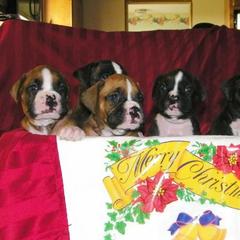 Boxer Puppies from Lando Boxers