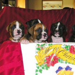 Boxer Puppies from Lando Boxers