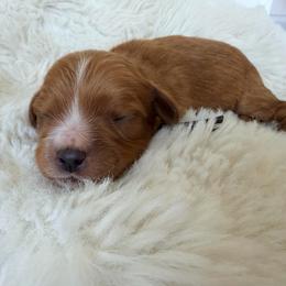 Jax (Black Collar) - Red male Cavapoo puppy in Preston, Idaho from Rocking JH Pup Co
