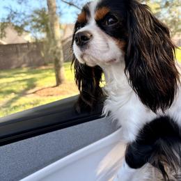 Lola - Cavalier King Charles Spaniel