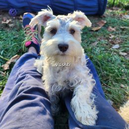 Vashti - Miniature Schnauzer