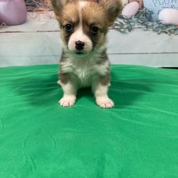 Sleepy - Red female Pembroke Welsh Corgi puppy in Barstow, California from Caldwell’s Corgis of Southern California