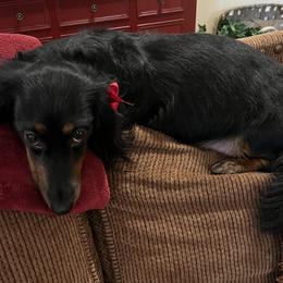 Lola - Dachshund